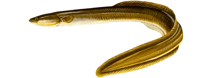 American eel illustration